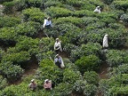 pickers.JPG (217 KB)